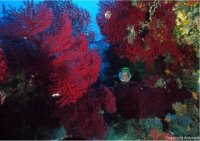 Croatia Diving: Red Gorgonian forest