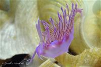 Croatia Diving: Purple Nudibranch