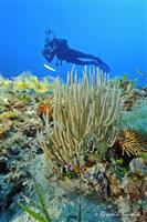 Croatia Diving: Diver on reef