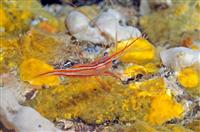 Croatia Diving: Cleaner shrimps