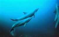 Croatia Diving: Dophins at the Blue hole
