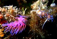Croatia Diving: Nudibranch
