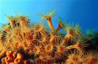 Croatia Diving: Yellow soft Corals