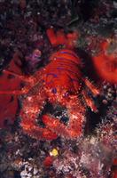 Croatia Diving: Lobster