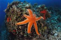 Croatia Diving: Seastar