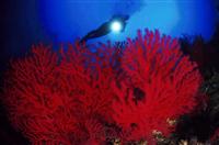 Croatia Diving: Red Gorgonian with diver